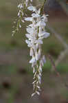 Japanese wisteria